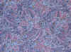 Blue Paisley.JPG (468479 bytes)