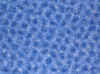 Blue bubbles.JPG (451723 bytes)