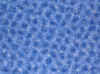 Blue bubbles.JPG (451723 bytes)
