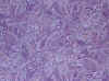 Purple Paisley.JPG (454033 bytes)